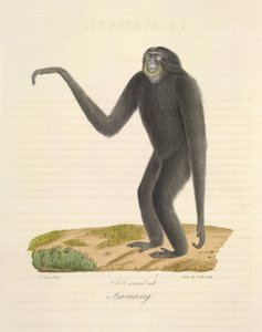 Siamang, da Histoire Naturelle des Mammifères (litografia a colori) da French School
