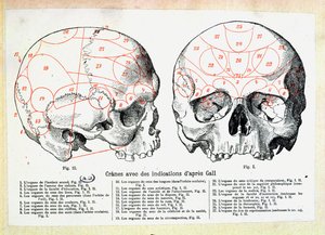 Teschio con indicazioni frenologiche dopo Franz Josef Gall (1758-1828) da French School