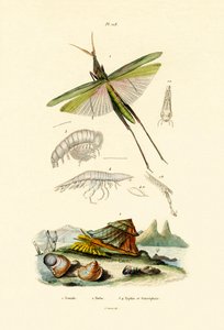 Cavalletta inclinata, 1833-39 da French School