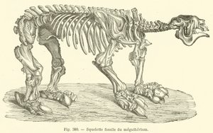 Scheletro fossile del megaterio da French School