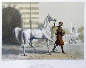 Stallone arabo, Bairaktar