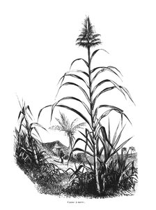Canna da zucchero da French School