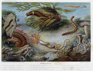 Sunapte di Duvernoy - in "Le Monde de la Mer" di Alfred Fredol, ed. Parigi, Hachette da French School