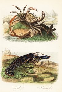 Granchio gigante della Tasmania, Pseudocarcinus gigas, e aragosta europea, Homarus gammarus da French School