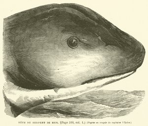 Testa del Serpente di Mare da French School
