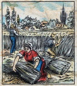Tessile, lino: agricoltura. Raccolta del lino che viene assemblato in un fascio per essere asciugato. Incisione. Immagine di Epinal fine XIX secolo. da French School