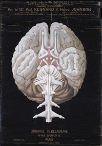 Il cervello, da Planches Murales d