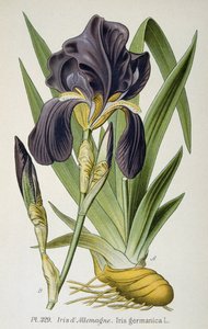 Il fiore dell