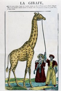 La giraffa - Immagine di Epinal