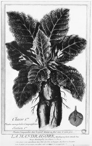 La Mandragora