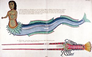 La Sirena di Amboine, da 
