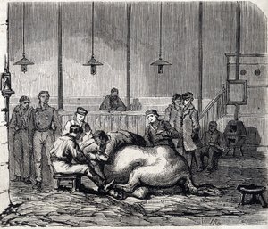 La scuola nazionale veterinaria di Alfort - Le grandi scuole di Francia - scuola veterinaria di Maison Alfort nel 1866 - la sala di dissezione - Incisione in "Le Monde Illustré" del 1866 da French School
