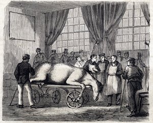 La scuola nazionale veterinaria di Alfort - Le grandi scuole di Francia - scuola veterinaria di Maison Alfort nel 1866 - la sala operatoria - Incisione in "Le monde illustré" del 1866 da French School
