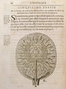 La struttura del cervello, da De Homine Figuris di René Descartes (1596-1650) pubblicato a L