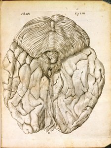 La struttura del cervello, da De Homine Figuris di René Descartes pubblicato a L