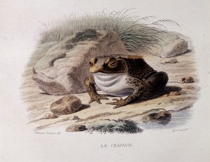 Il rospo comune (Bufo bufo) - in "Lacepede" da French School