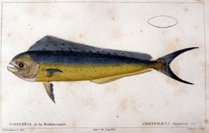 La coryphene del Mediterraneo dopo 