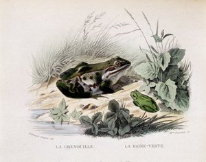 La rana e la pioggia verde (rana) - in 