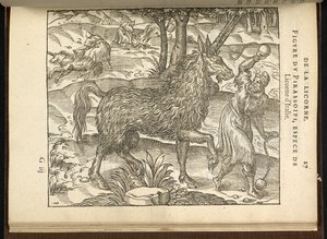 La caccia a un unicorno a due corna (un pirassoipi.) dal 