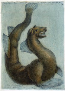 Il cammello marino. Illustrazione di M. Toussaint (1756) in "Osservazioni periodiche sulla fisica, la storia naturale e le arti" da French School