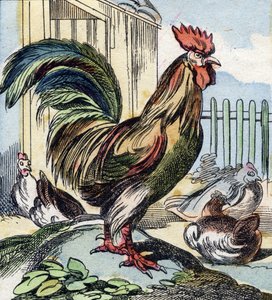 Il gallo