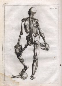 Questa figura può soddisfare la curiosità di coloro che vogliono vedere il corpo spogliato fino alle ossa - incisione in "Abstract Anatomy, accommodated to the arts of painting and sculpture" - "Abrege d