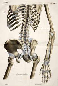 Torace, da Planches anatomiques du corps humain eseguite secondo le dimensioni naturali, accompagnate da un testo esplicativo Pubblicate dal conte di Lasteyrie da French School