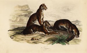 Tigre, Panthera tigris da French School