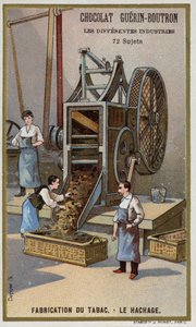 Produzione di tabacco. Sminuzzamento delle foglie da French School