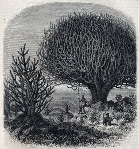 Albero Euphorbo in Africa orientale (Sudan). Incisione di Freeman in 