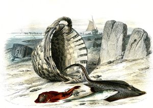 Trigla cuculus, merlano (merlangius merlangus), razza (dipturus batis) - Tavola estratta da Histoire Naturelle di Bernard Germain de Lacepede (1856-1925), edizione P.Furme, Parigi