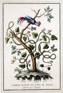 Turbith, pianta dell