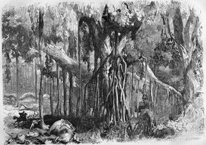 Una foresta di baniani, in India da French School