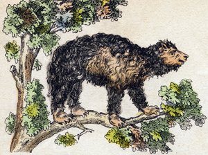 Unau (pigro). Incisione in "Alphabet des animaux sauvages". 9a Serie. Immagini di Epinal, Pellerin, stampatore-editore, circa 1870. Incisioni su legno, stencil. 16 pagine. Dim: 20 x 15 cm. Collezione privata da French School