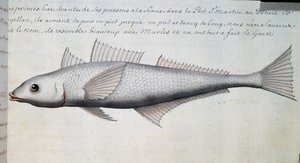 Pesce sconosciuto, Stretto di Magellano, acquerello dal diario di bordo di Jacques Gouin de Beauchesne (1652-1730), capitano della Compagnie royale de la Mer du Sud, dal 1698 al 1701, Francia