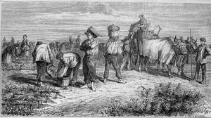 Viticoltura nel Médoc: raccolta dell