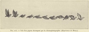 Volo di un piccione scomposto dalla cronofotografia