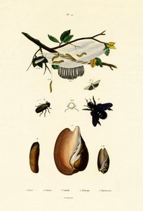 Voluta