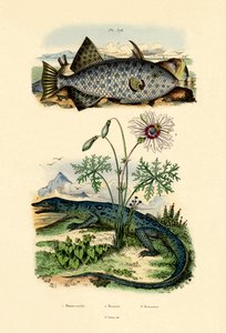 Pesce Lima Macchiato di Bianco