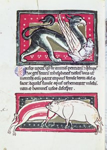 Cinghiale e Grifone, miniatura dal Bestiario di Saltykowchsh Edrin