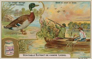 Anatra selvatica; caccia alle anatre in Europa