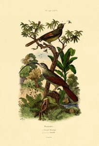 Rampicante del legno