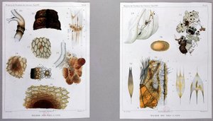 Lavoro sulla malattia del baco da seta presentato da Pasteur all