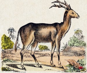 Xantarus. Incisione in "Alfabeto degli animali selvatici". 9a Serie. Immagini di Epinal, Pellerin, stampatore-editore, circa 1870. Incisioni su legno, stencil. 16 pagine. Dim: 20 x 15 cm. Collezione Privata da French School