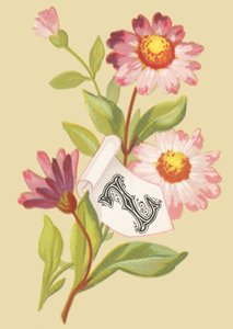 Z: Zinnia - False scaglie