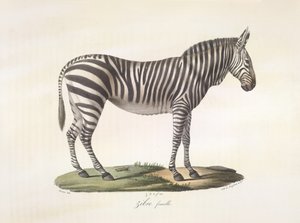 Zebra femmina, da Histoire Naturelle des Mammifères