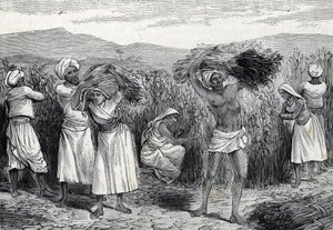 Raccolta di salsapariglia comune o smilace ruvida in Perù (incisione) 1888