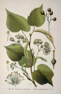 Foglie del 