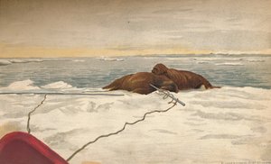 Trichechi Uccisi al Largo della Costa Orientale della Penisola del Taimyr, 12 settembre 1893, 1897 da Fridtjof Nansen