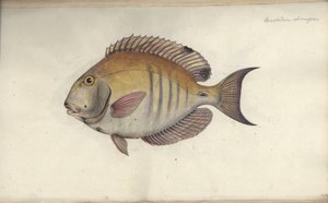 Chaetodon chirurgus, prima del 1787 da Friedrich August Kruger